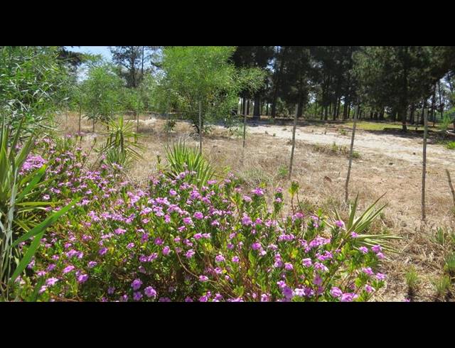 FARM FOR SALE IN KLEIN DASSENBERG